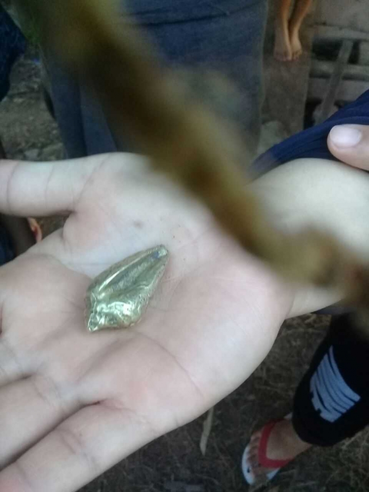 Gambar: Keong Emas yang ditemukan Warga di Situs Talang Petai. Sayangnya keong emas ini sudah dijual ke pedagang emas di Palembang (dok. Warga Cengal)