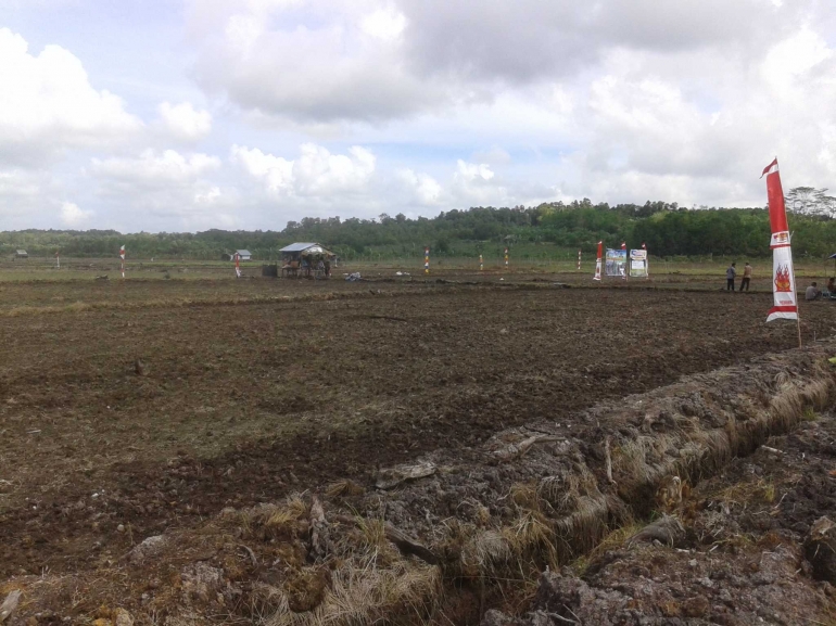 Areal persawahan di Desa Kimak. (Foto. Edo)