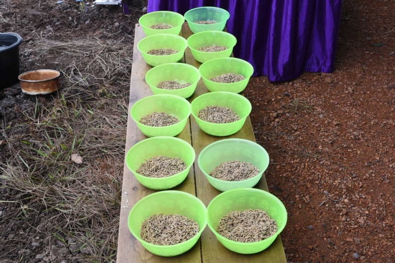 Bibit padi Gogo Ranca yang ditanam di Areal Persawahan Kimak. (Dok. Humas Pemkab Bangka)