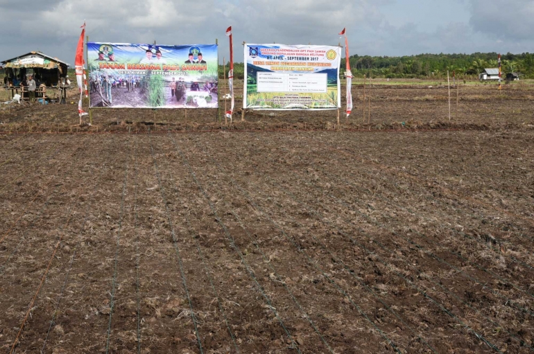 Lahan Pertanian Sawah di Kimak (Dok. Humas Pemkab Bangka)