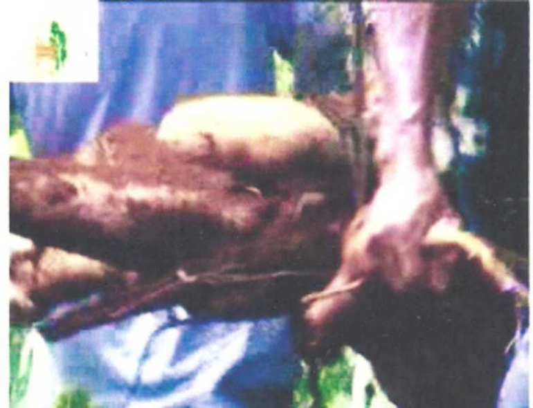 meningkatkan produksi singkong