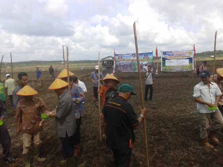 Suasana penanaman padi di Desa Kimak. (Foto. Edo)