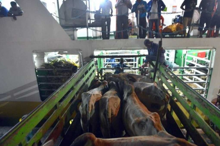 Dengan KM Camara Nusantara 1, yang memang dirancang untuk mengangkut sapi, proses bongkar-muat sapi relatif lebih efektif. Dari truk langsung ke kapal dan dari kapal langsung ke truk. Secara waktu, juga lebih singkat dan sapi tidak begitu stress. Foto: mediaindonesia.com