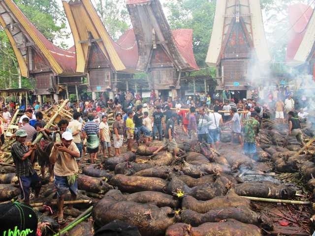 bakar babi dalam ritual adat Toraja (foto: www.agamalokal2016pa4bkel08.blogspot.co.id)