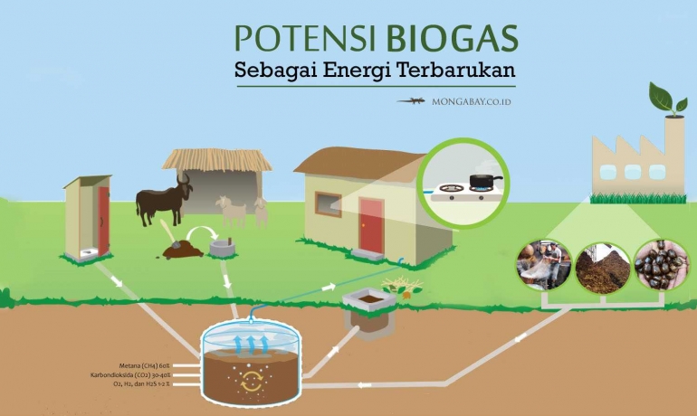 Bagan proses pemanfaatan cirit lembu/sapi/kerbau sebagai sumber energi Biofuel (Mongabay.co.id )