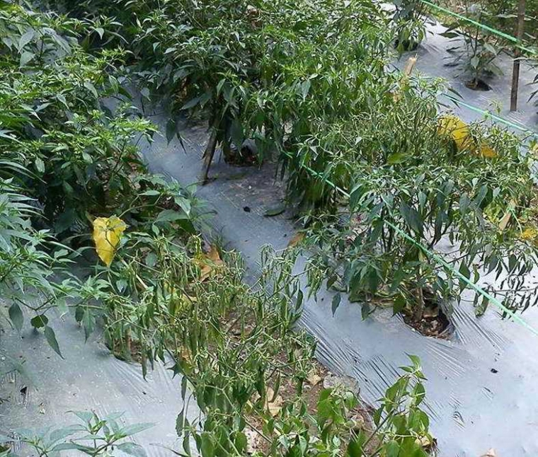 Jaringan Hewan Lebih Mudah Beradaptasi daripada Jaringan Jaringan Hewan Lebih Mudah Beradaptasi daripada Jaringan