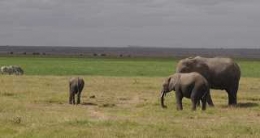 Gajah Afrika Gemuk Gemuk (Dokumentasi Pribadi)