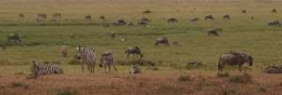 Zebra, Dan Wildebeest Santapan Singa Dan Macan Tutul (Dokumentasi Pribadi)