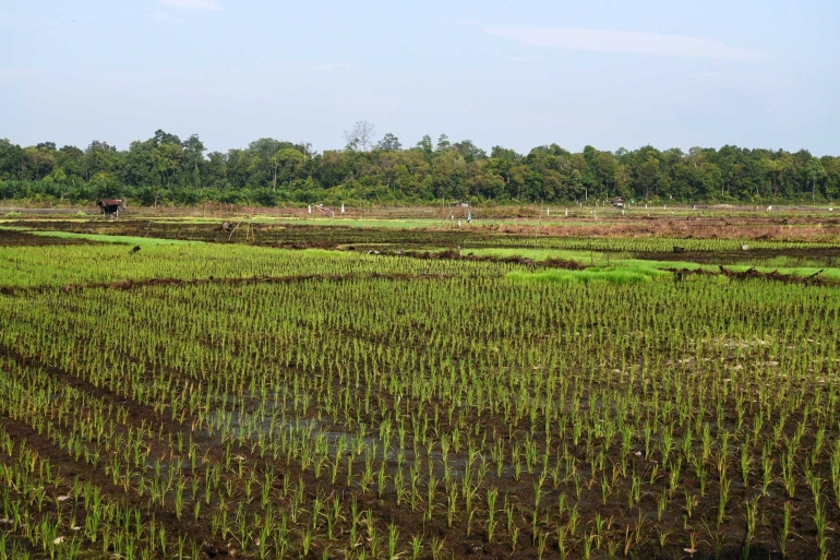 Persawahan di Banyu Asin. (Dok. Humas Pemkab Bangka)