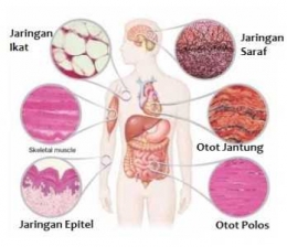 Jaringan pada manusia (ehealth.eletsonline.com)