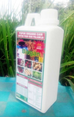 Pupuk Organik untuk meningkatkan produksi panen bawang