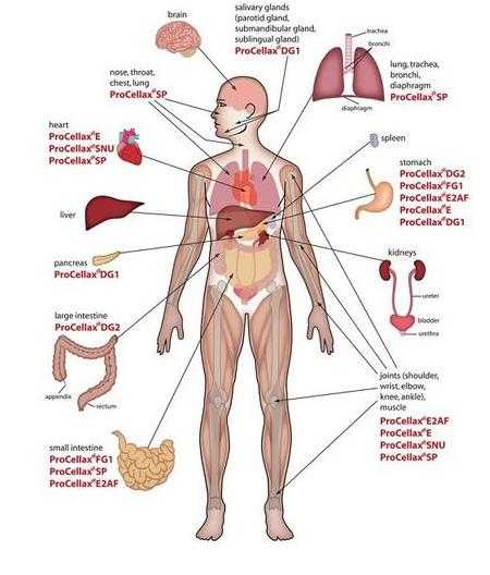 Organ Manusia (humananatomy-libs.com)