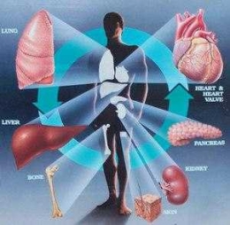 Organ transplantasi (ehealth.eletsonline.com)