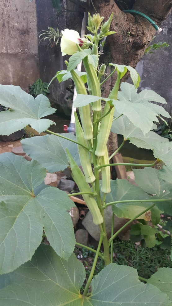Okra kuku bima bukan lagi finger lady (Dokumentasi Pribadi)