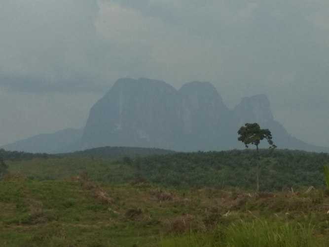 Bukit Batu Daya yang telah dikelilingi tumbuhan sejenis dan mengalahkan hutan. Foto dok. Yayasan Palung