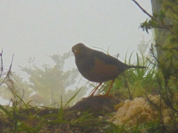 Burung jalak Sulawesi (sumber: Facebook/Junior)