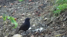 Seekor burung jalak sedang makan remah nasi di pos Peninjauan gunung Talamau (dokpri)