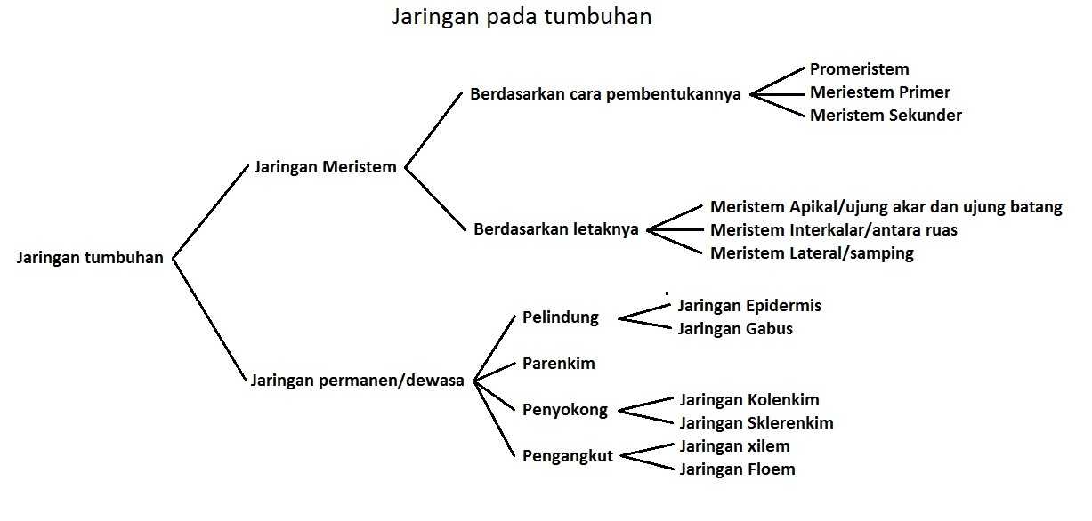 Seluk Beluk Lingkaran Tahun Pada Batang Halaman 1 - Kompasiana.com