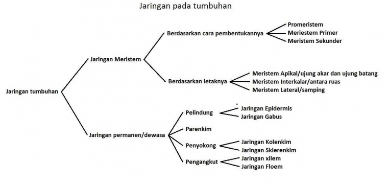 Adanya Lingkaran Tahun Pada Pohon Disebabkan Oleh Belajar Santuy