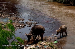 Sungai Citarum di kawasan industri Majalaya. Kurang dari 1 kilometer dari mata airnya di Situ Cisanti, sungai ini sudah tercemar oleh limbah kotoran sapi. Tetapi, kondisinya tidaklah seburuk di Majalaya. 