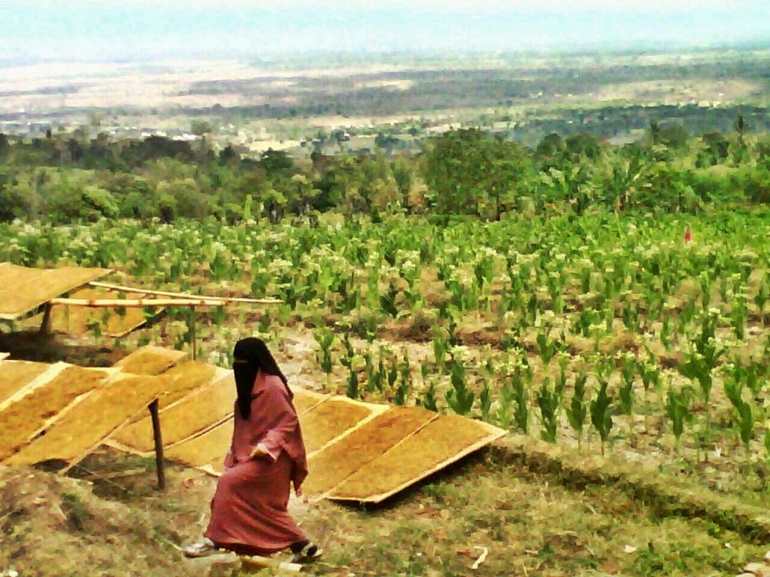 Menjemur tembakau di samping petak sawah tanaman tembakau. Dokpri