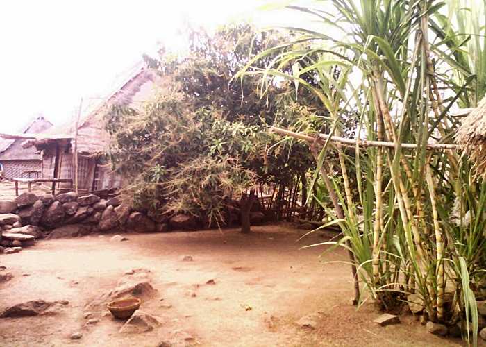 Tebu yang tumbuh subur di beberapa halaman rumah penduduk Limbungan. Dokpri