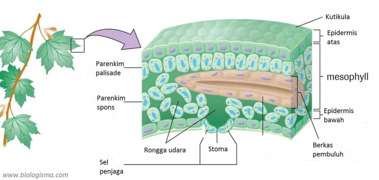 jaringan-epidermis-jpg-59c2bec836e8026dac37af52.jpg