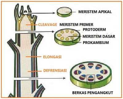 Apakah Jaringan Dewasa Pada Tumbuhan Nasih Bisa Berkembang Halaman All Kompasiana Com Apakah Jaringan Dewasa Pada Tumbuhan Nasih Bisa Berkembang Halaman All Kompasiana Com