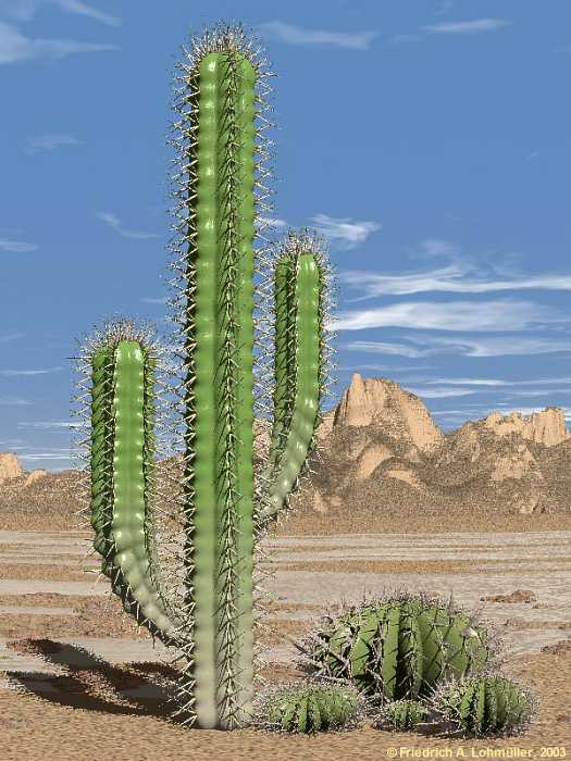 cactus2s-59c762fc4fc4aa7523693e73.jpg