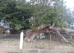 Gb.Salah satu pohon ada yang tumbang masyarakat tidak ada yang berani memindahkannya ((Dokumentasi Pribadi))