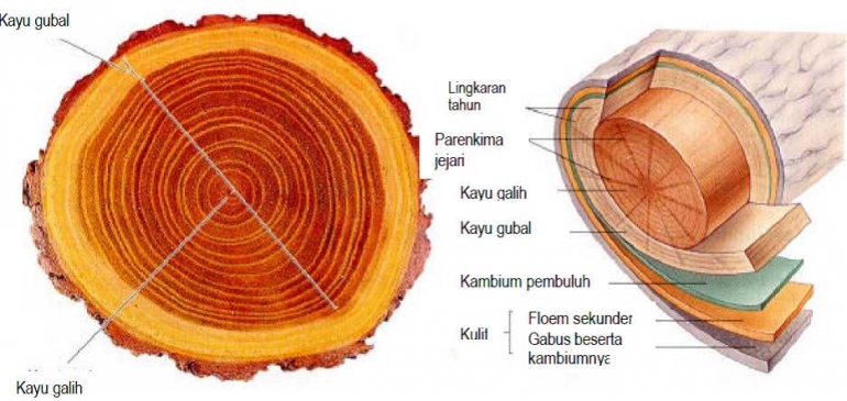 Terbentuknya Lingkaran Tahun Merupakan Aktivitas Dari Jaringan Ulir Penentu Usia Tumbuhan Halaman all - Kompasiana.com