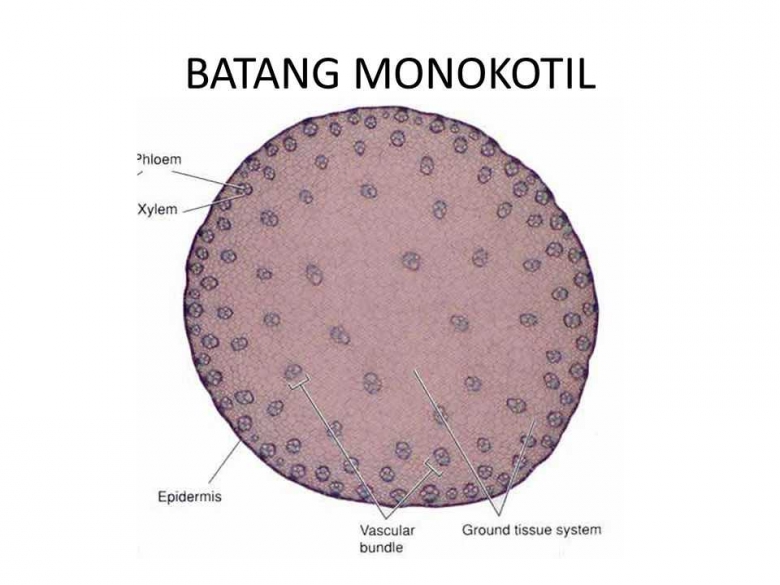 Gambar Jaringan Batang Monokotil - Perumperindo.co.id