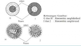 gratis unduh gambar animasi Lingkaran Tahun Untuk Menghitung Usia Tanaman Apakah Akurat Terbaru