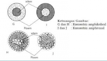Anatomi Tumbuhan Jaringan Pengangkut
