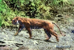 Harimau_Jawa_Panthera_Tigris_Javanica