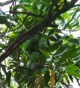 buah mangga lebih besar dan banyak buahnya