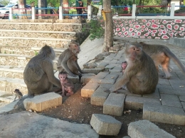 Emak-emak monyet sedang arisan. Hahahaha... mereka juga sayang anak, digendong kemana-mana... tak gendong kemana-mana.. *sing a song.. (Dokumentasi Pribadi)