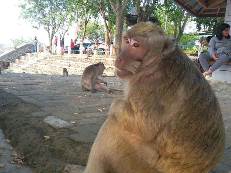 Monyet Bos Geng, bertubuh besar dan sangar. (Dokumentasi Pribadi)
