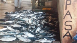 Ikan tongkol di Pasar Ikan Tarempa (foto: Kamaruddin Azis)