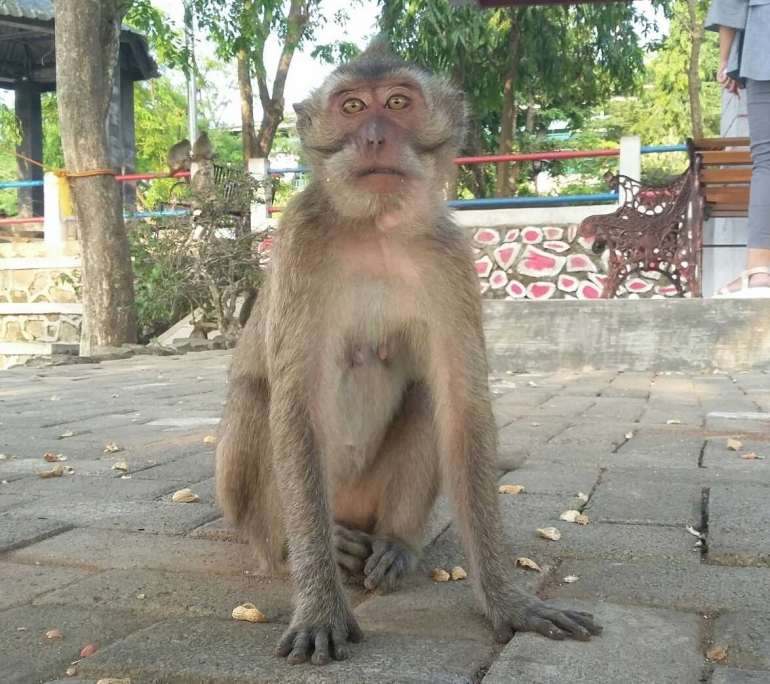 Dia itu sadar kamera... langsung deh nampang... hihi.. (Dokumen Pribadi)