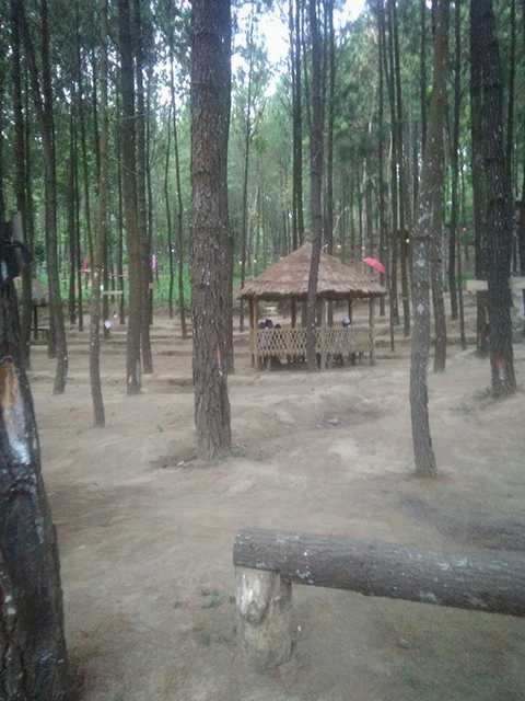Dokumen Pribadi, Hutan Pinus Winong