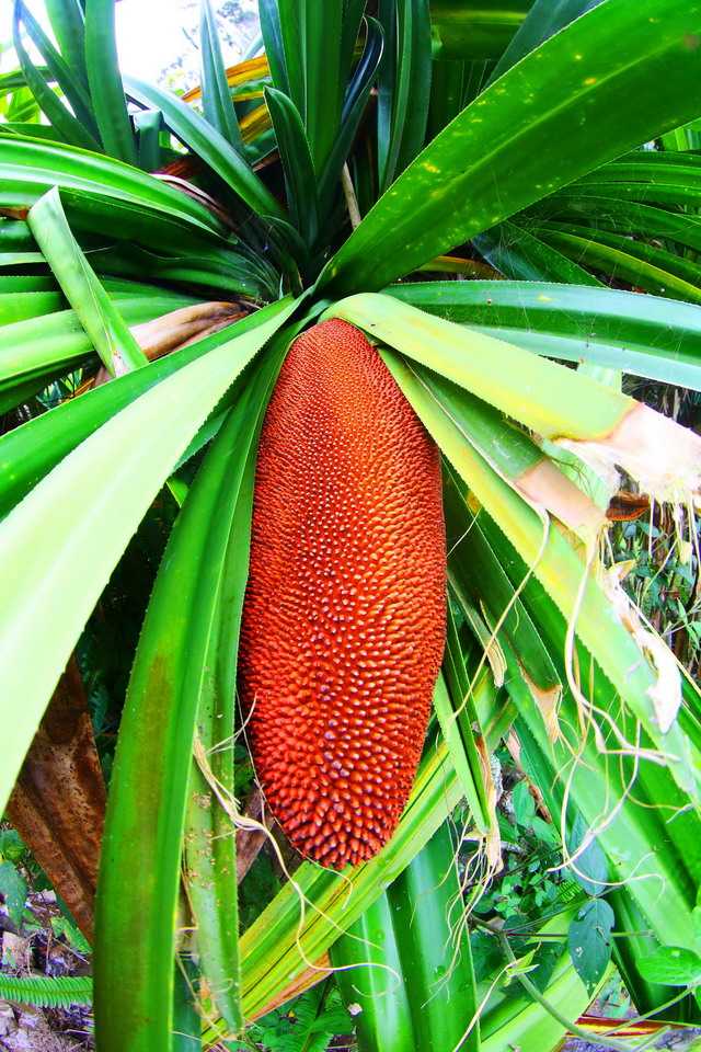 Ada Apa dengan Buah Merah Papua Halaman 1 Kompasiana com Ada Apa dengan Buah Merah Papua Halaman 1 Kompasiana com