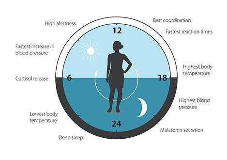 Peran jam biologis sangat vital. Ilustrasi: static1.businessinsider.com