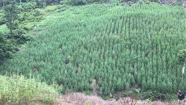 Alasan Mengapa Ganja Masih Tumbuh Subur di Aceh oleh Alasan Mengapa Ganja Masih Tumbuh Subur di Aceh oleh