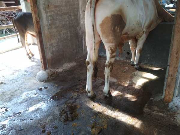 Belajar dari Pak Sarji Mengubah Kotoran Sapi Menjadi Belajar dari Pak Sarji Mengubah Kotoran Sapi Menjadi