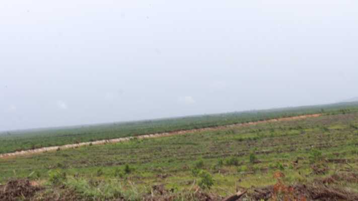 Luasan area yang terbuka menggantikan tajuk-tajuk pepohonan menuju wilayah Manis Mata. Foto dok. Yayasan Palung