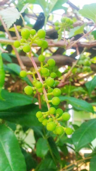 Tips Supaya Anggur Cepat Berbunga Dan Berbuah Banyak Dari Biasanya Kompasiana Com