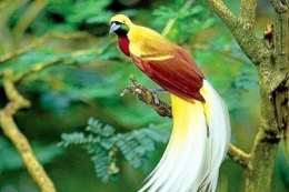 nasional.republika.co.id / (Foto: Burung Cenderawasih Papua)