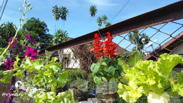 'Kebun bunga dan sayuran' di pagar (dok pri)