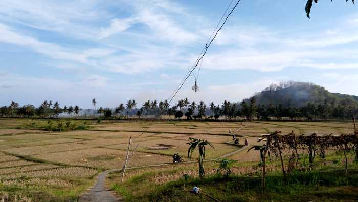 Untuk menuju ke lokasi hutan bakau di Desa Daun, Kec Sangkapura, Pulau Bawean harus melintasi pematang sawah yang berlika-liku menggunakan sepeda motor. (Foto: Gapey Sandy)